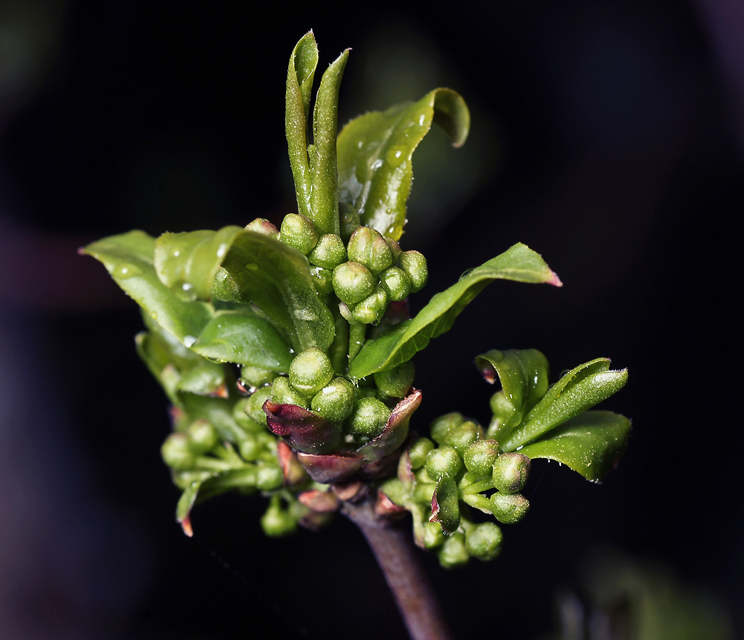 Изображение особи Euonymus europaeus.