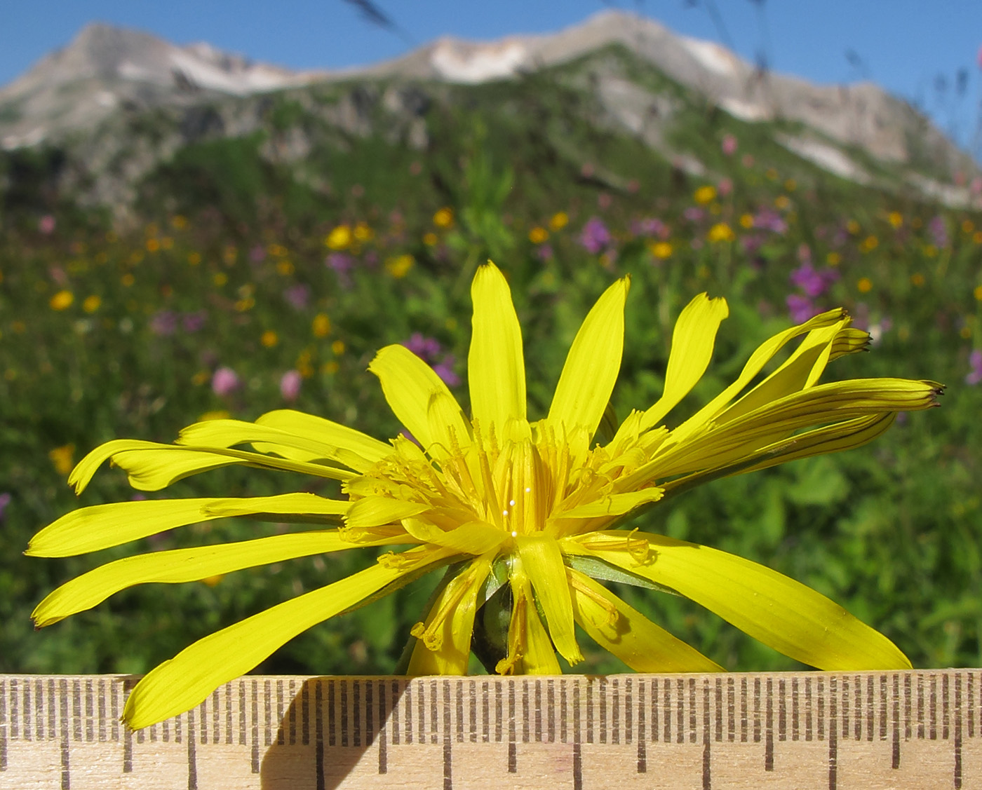 Изображение особи Tragopogon reticulatus.