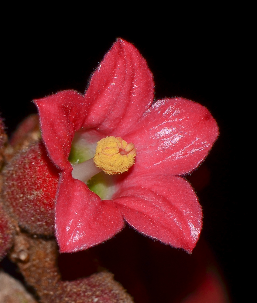 Image of Brachychiton bidwillii specimen.