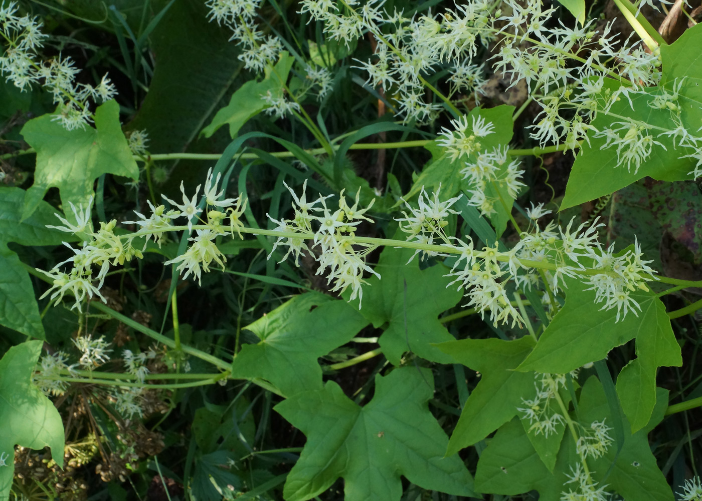 Изображение особи Echinocystis lobata.