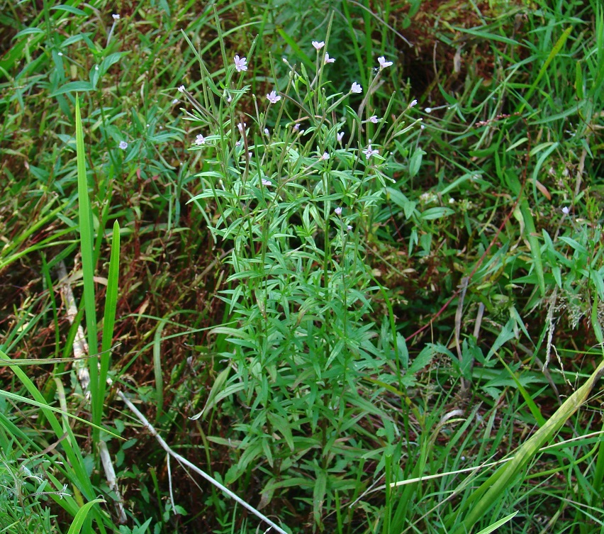 Image of Epilobium palustre specimen.