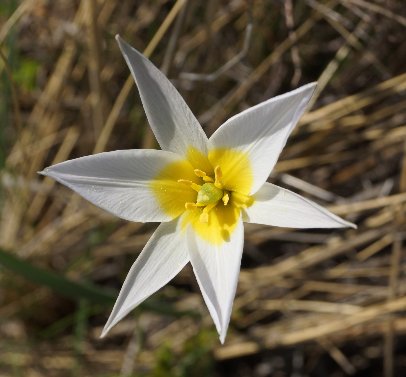 Image of Tulipa patens specimen.