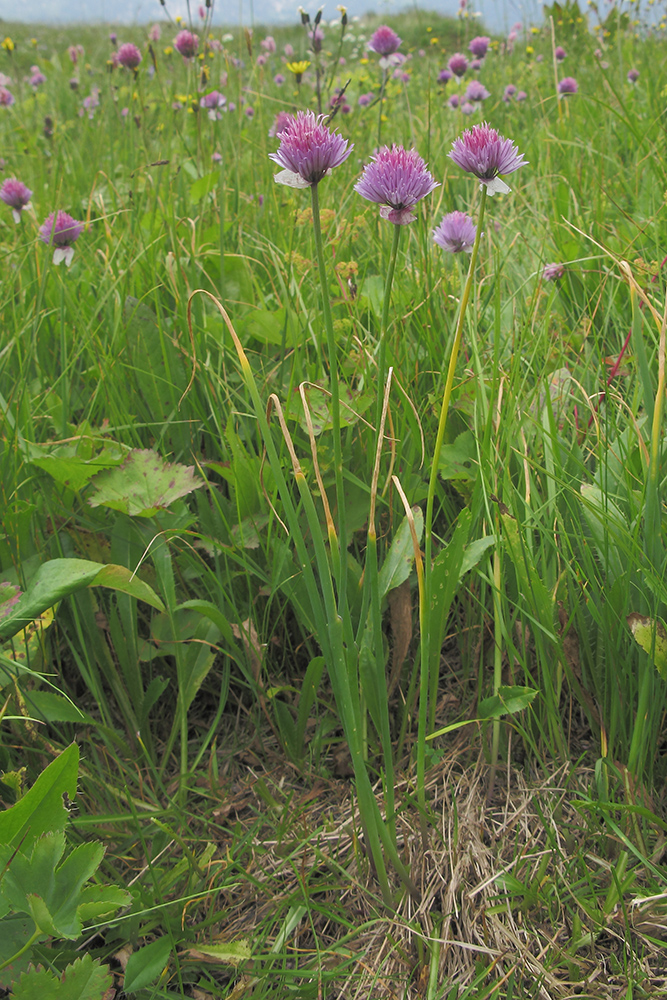 Image of Allium schoenoprasum specimen.