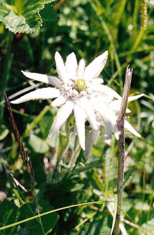 Изображение особи Leontopodium stellatum.