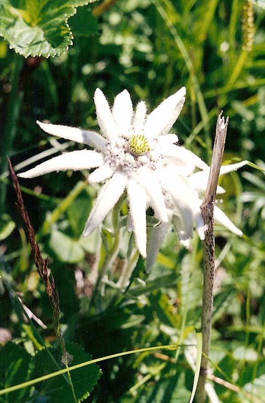 Image of Leontopodium stellatum specimen.