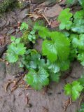 Ranunculus cappadocicus