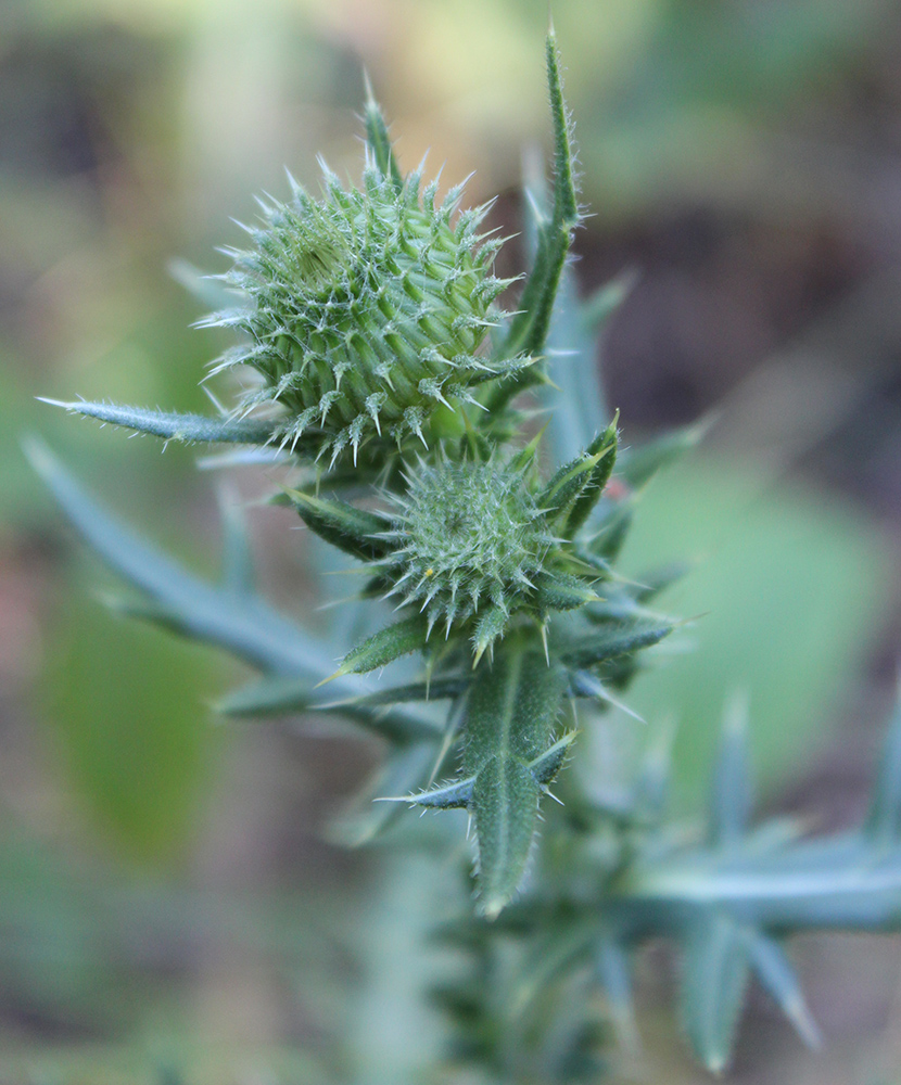 Image of Cirsium ukranicum specimen.