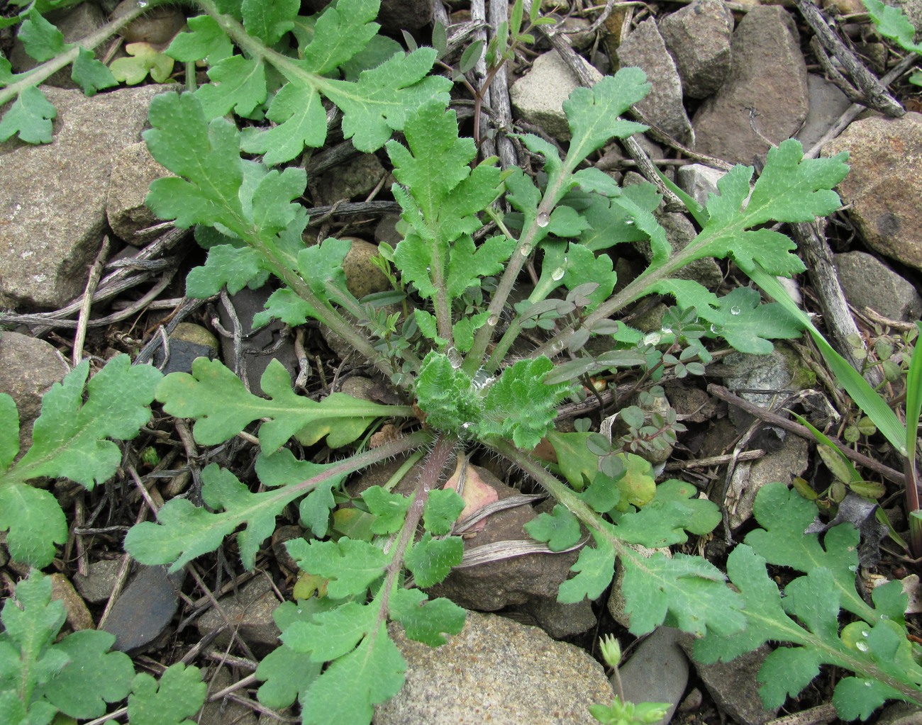 Image of Papaver stevenianum specimen.