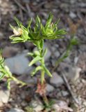 Linum nodiflorum