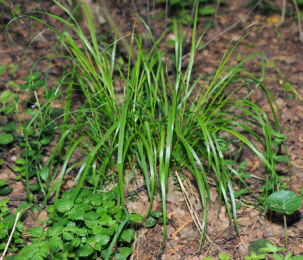 Image of Calamagrostis arundinacea specimen.