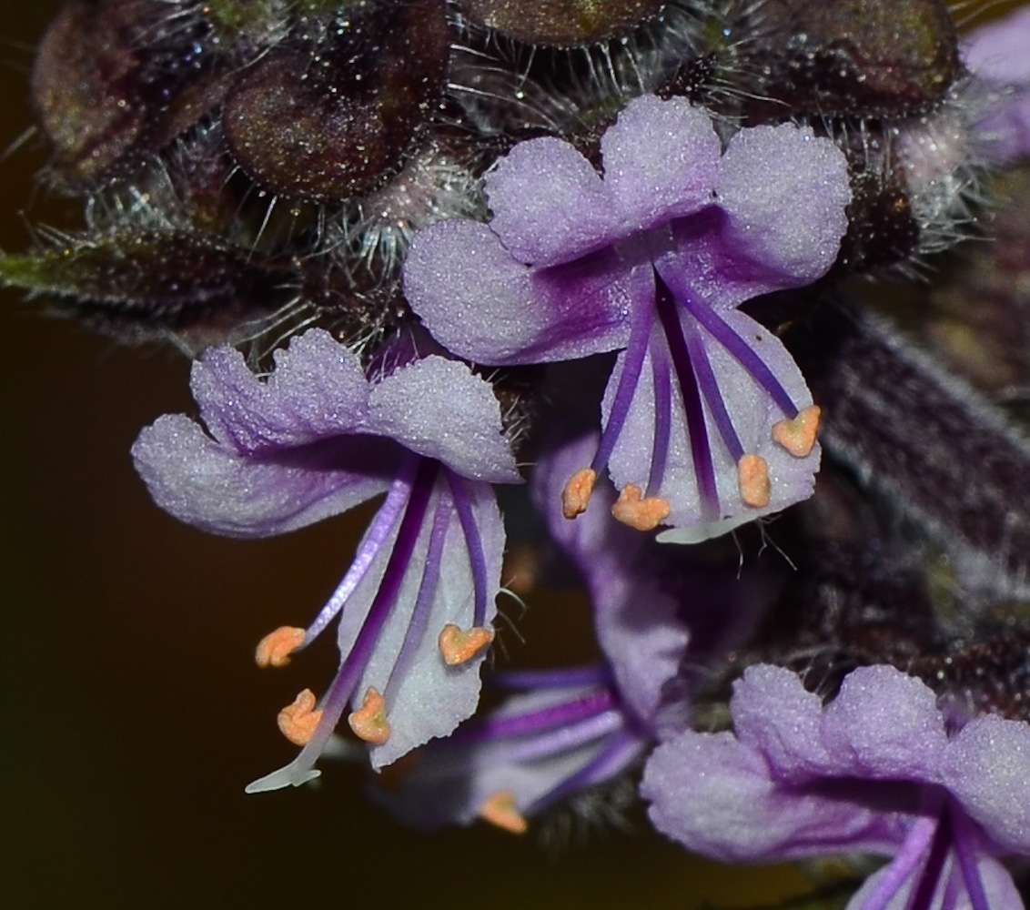 Image of genus Ocimum specimen.