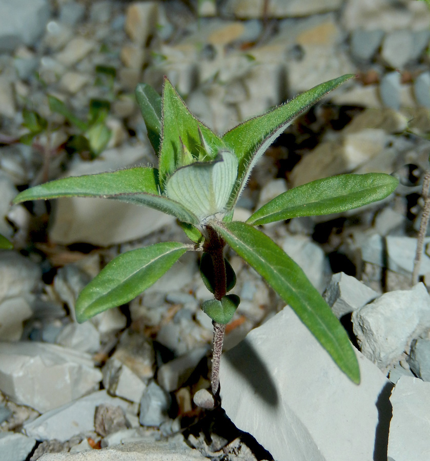 Image of Ziziphora capitata specimen.