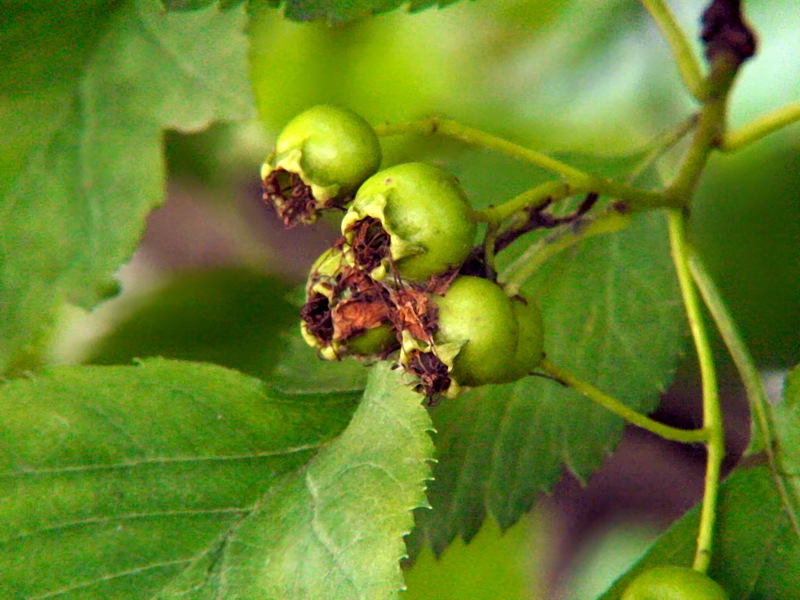 Image of Crataegus sanguinea specimen.