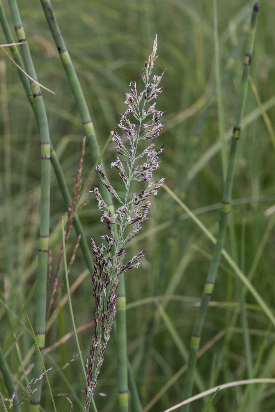 Изображение особи род Calamagrostis.