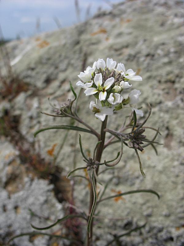 Image of Erysimum leucanthemum specimen.