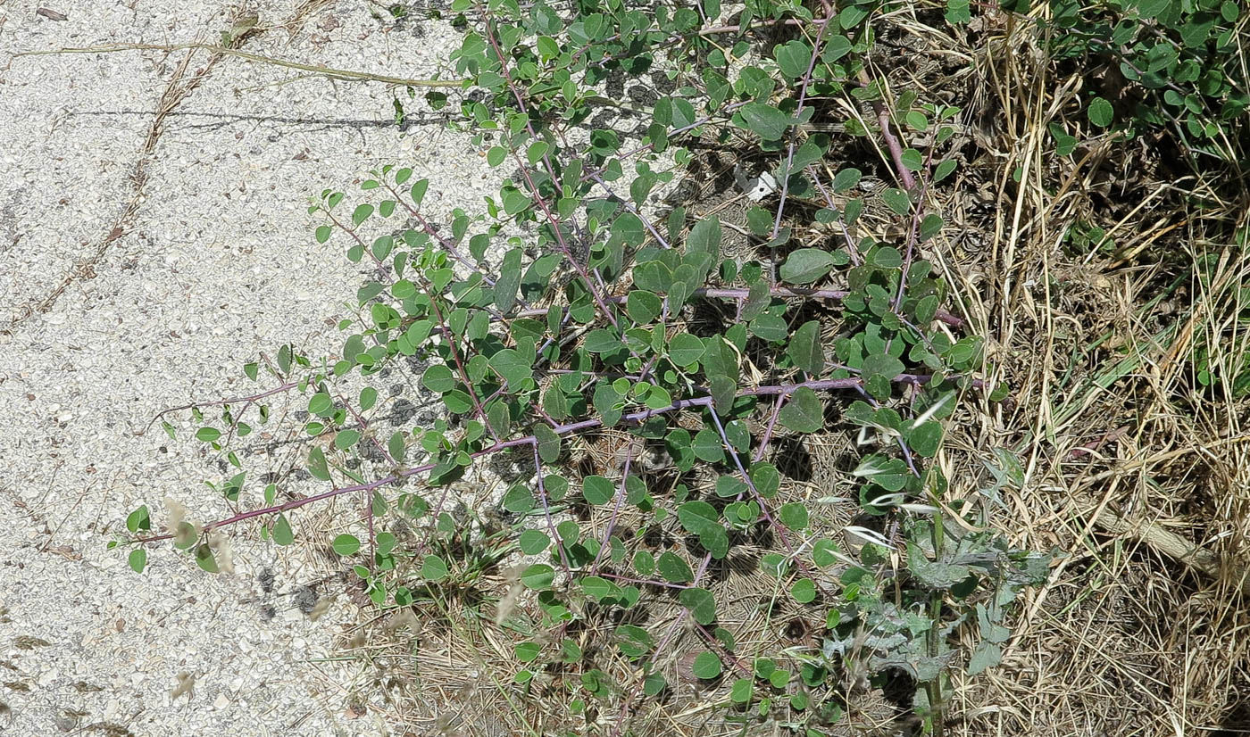 Изображение особи Capparis zoharyi.