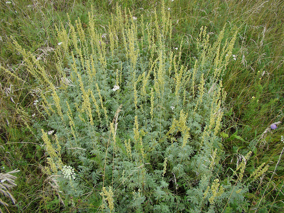 Image of Artemisia armeniaca specimen.