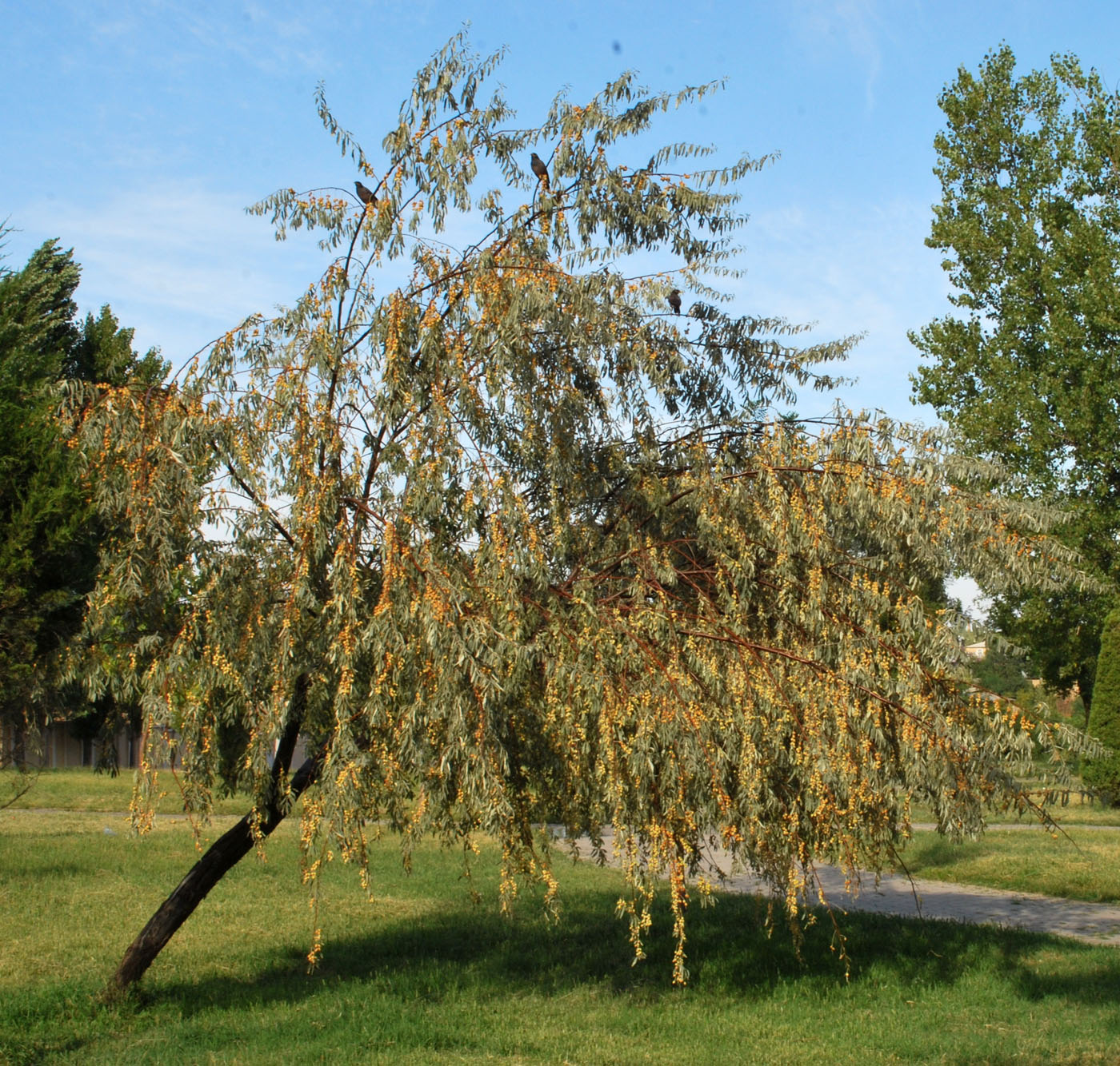 Image of Elaeagnus angustifolia specimen.