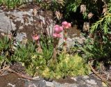 Sempervivum pumilum. Расцветающее растение на скале (вокруг видны отцветшие Campanula). Кабардино-Балкария, Эльбрусский р-н, долина р. Адыр-Су, ≈ 2000 м н.у.м. 12.07.2016.