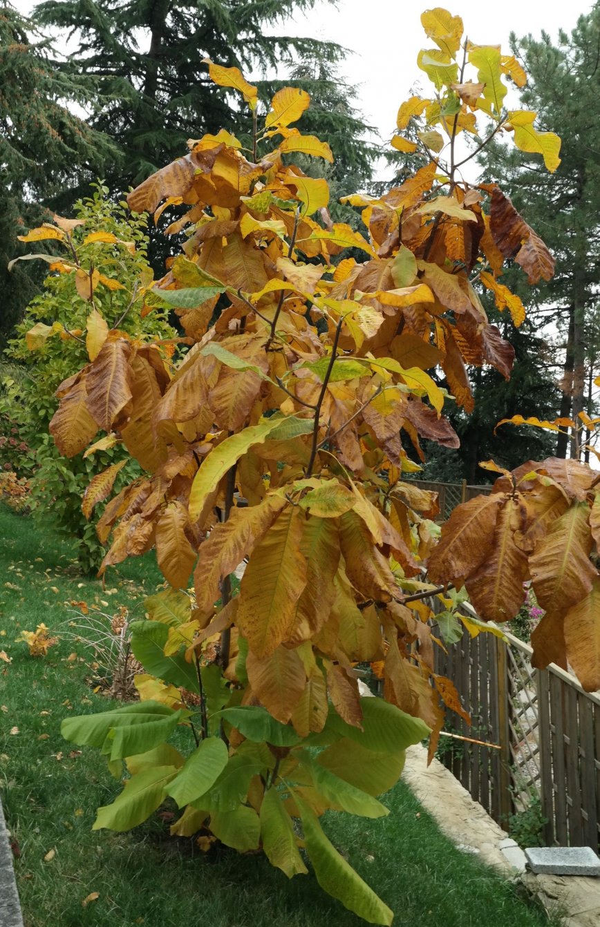 Image of Magnolia tripetala specimen.