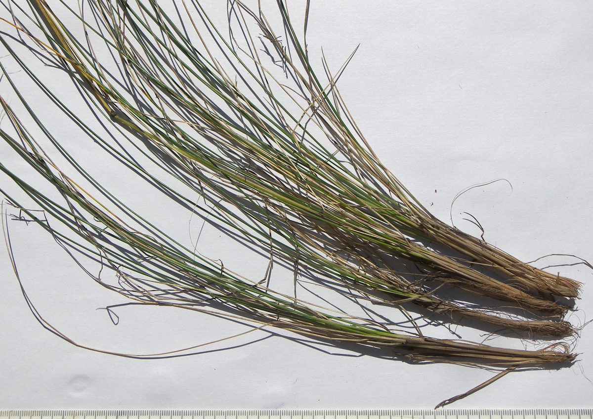 Image of Festuca djimilensis specimen.