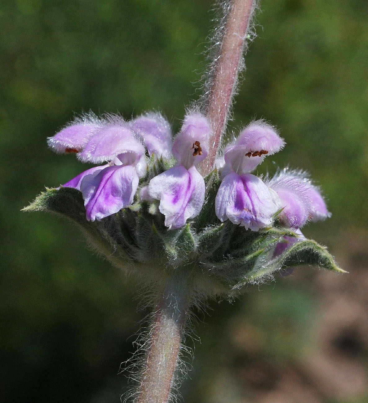 Image of Phlomoides ostrowskiana specimen.