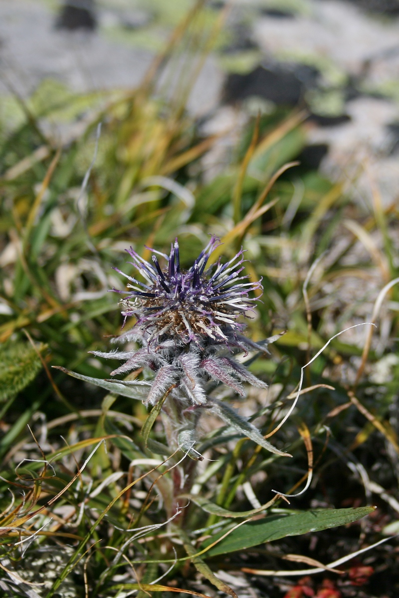 Изображение особи Saussurea schanginiana.