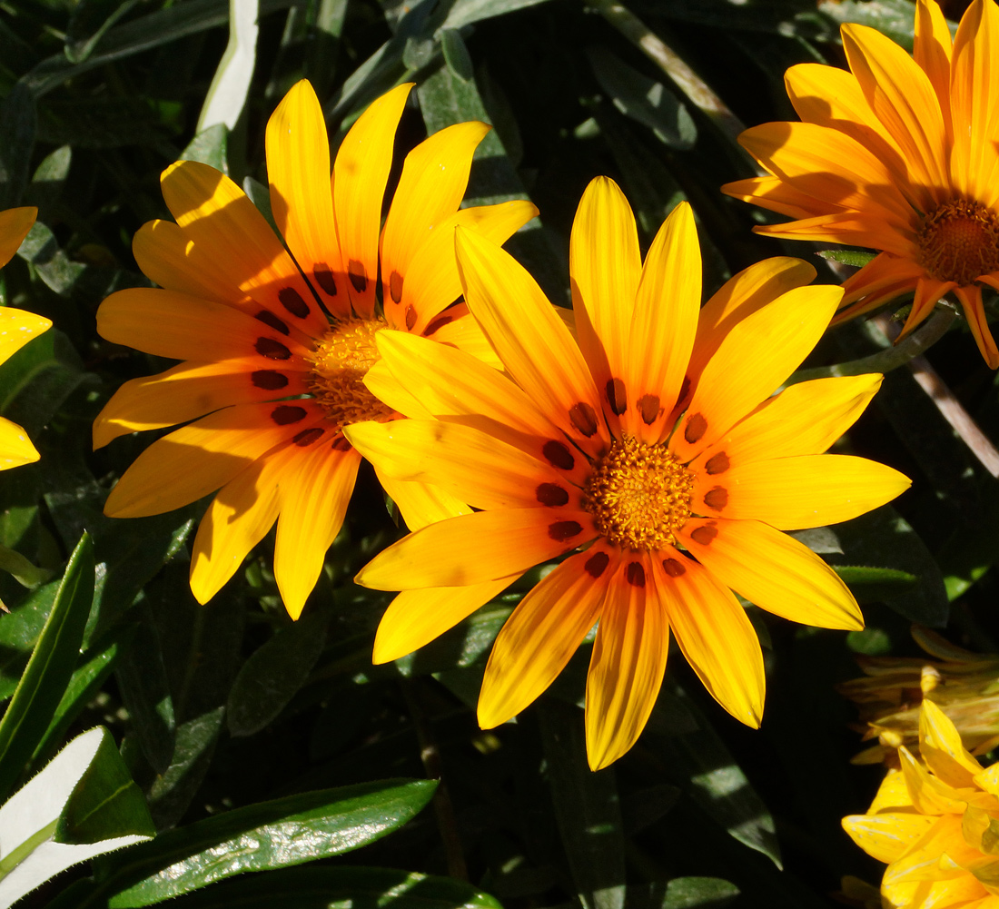 Изображение особи Gazania rigens.