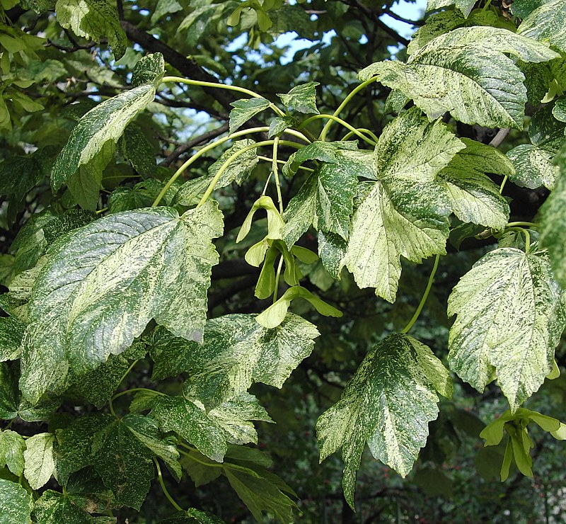 Image of Acer pseudoplatanus specimen.