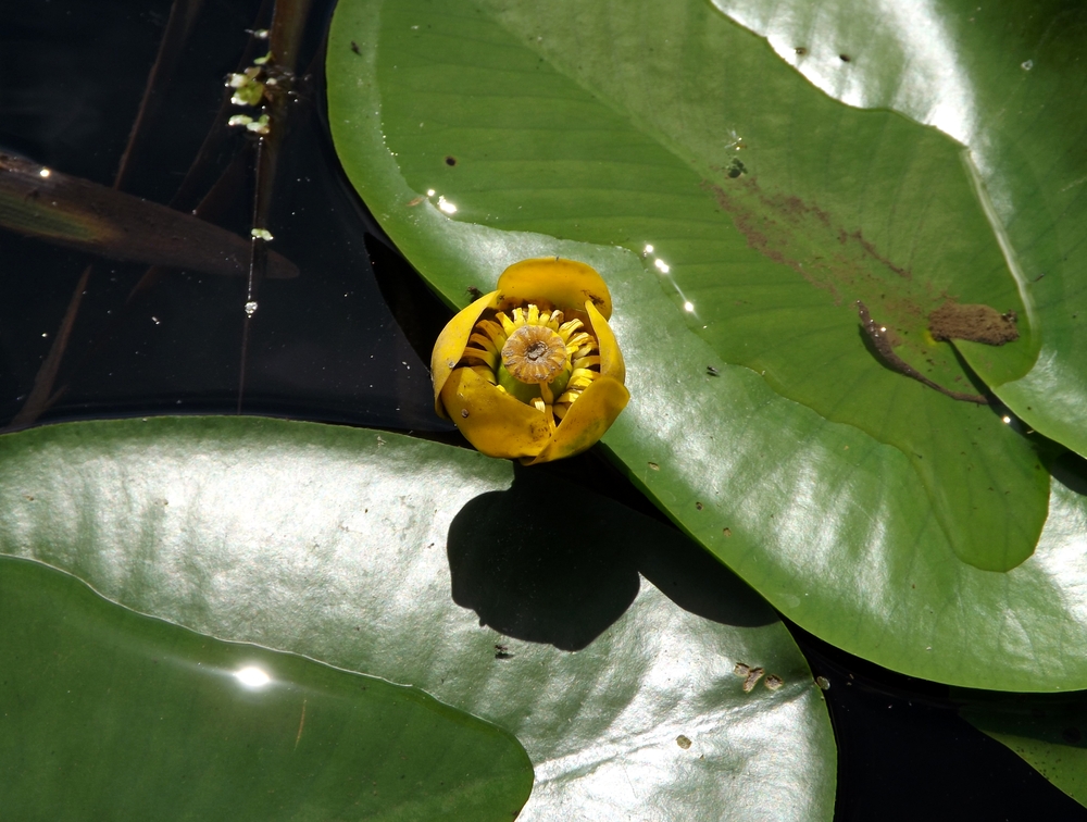 Image of Nuphar lutea specimen.