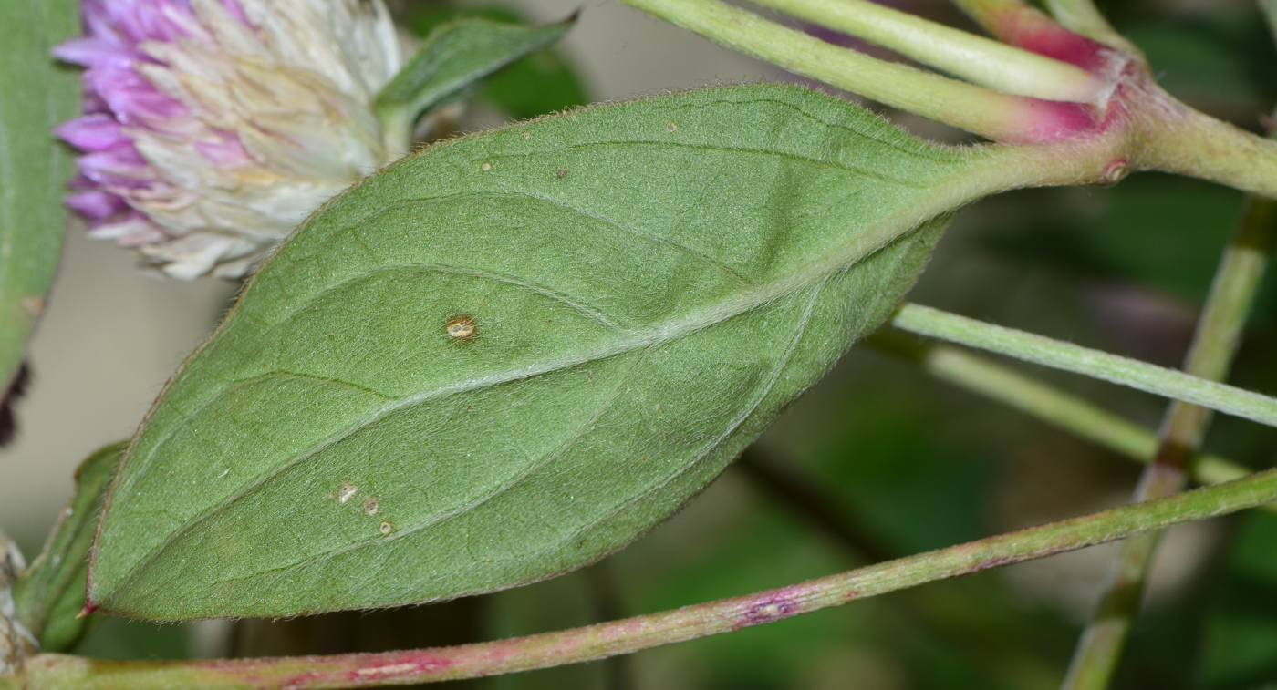 Image of Gomphrena globosa specimen.