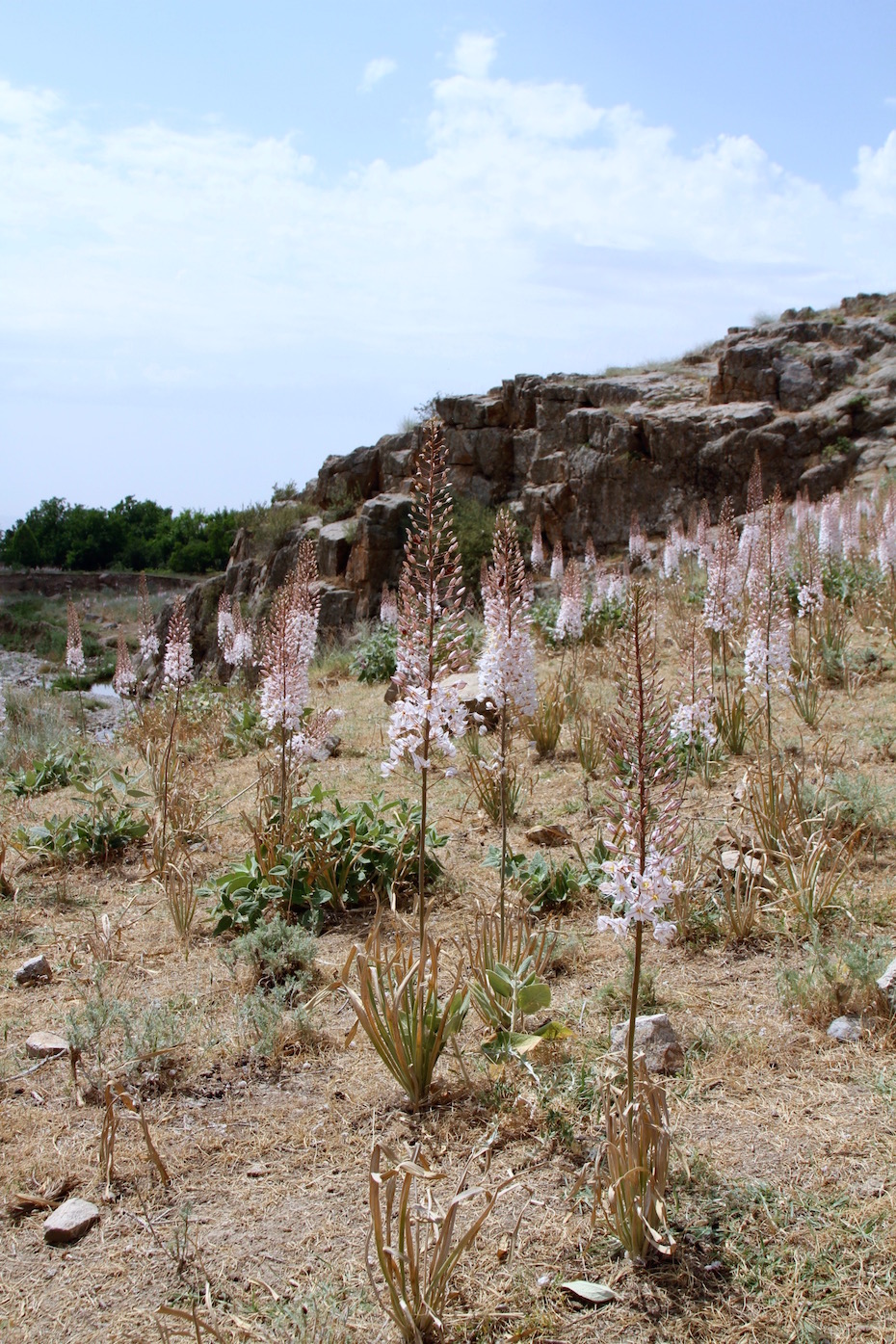 Image of Eremurus olgae specimen.