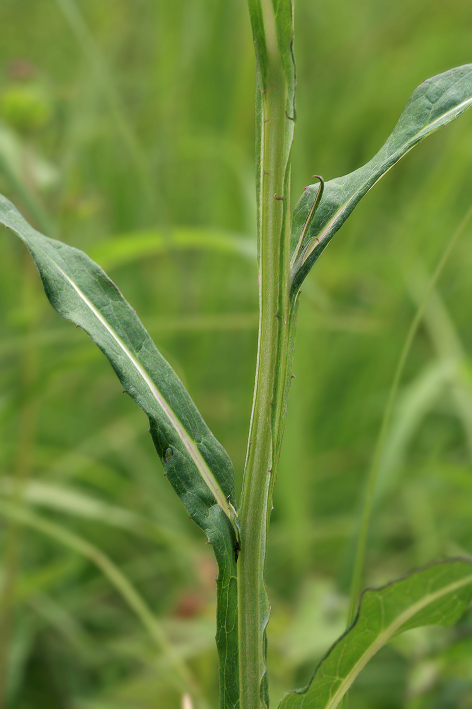 Image of Saussurea amurensis specimen.