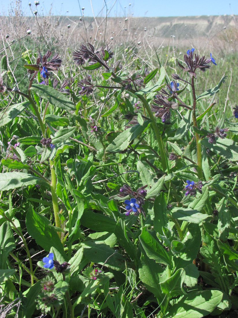 Image of Anchusa pusilla specimen.