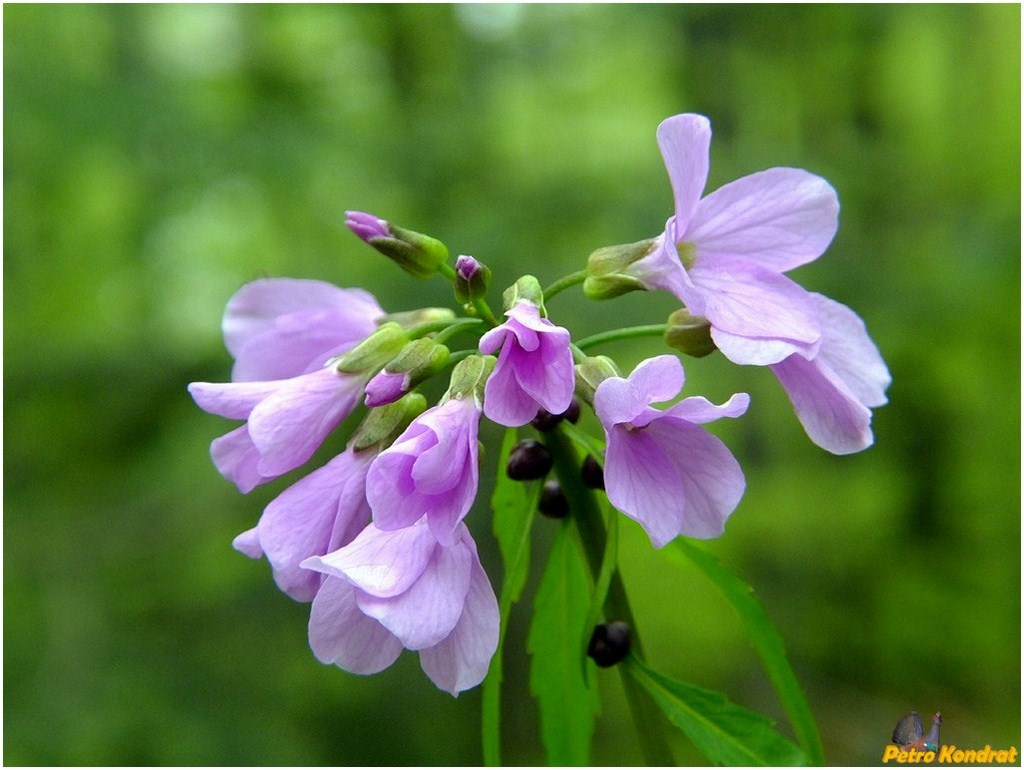 Image of Cardamine bulbifera specimen.