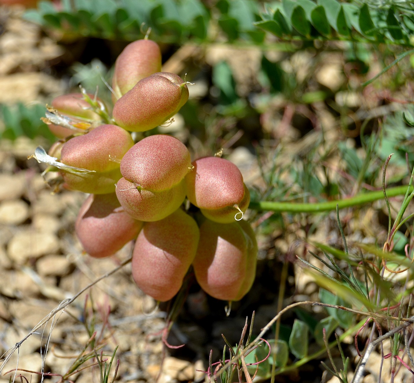 Image of Astragalus physodes specimen.