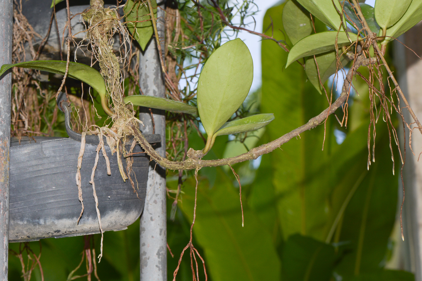 Image of Hoya carnosa specimen.