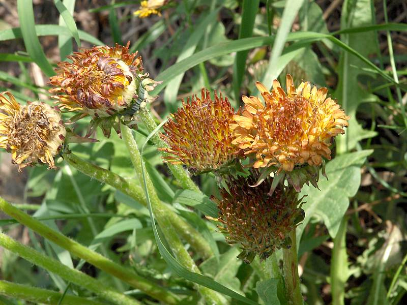 Изображение особи Taraxacum officinale.