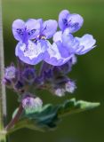 род Nepeta. Соцветие. Подмосковье, Одинцовский р-н, дер. Лайково, приусадебный участок. Июнь 2017 г.