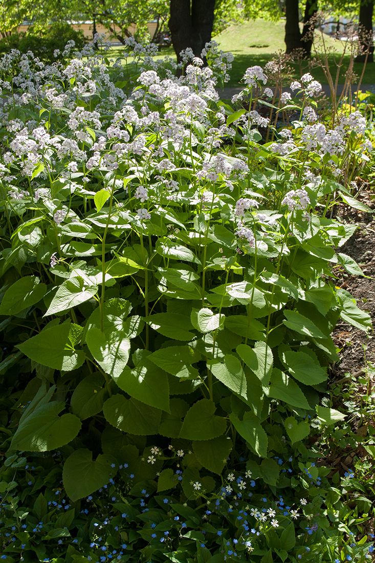 Изображение особи Lunaria rediviva.