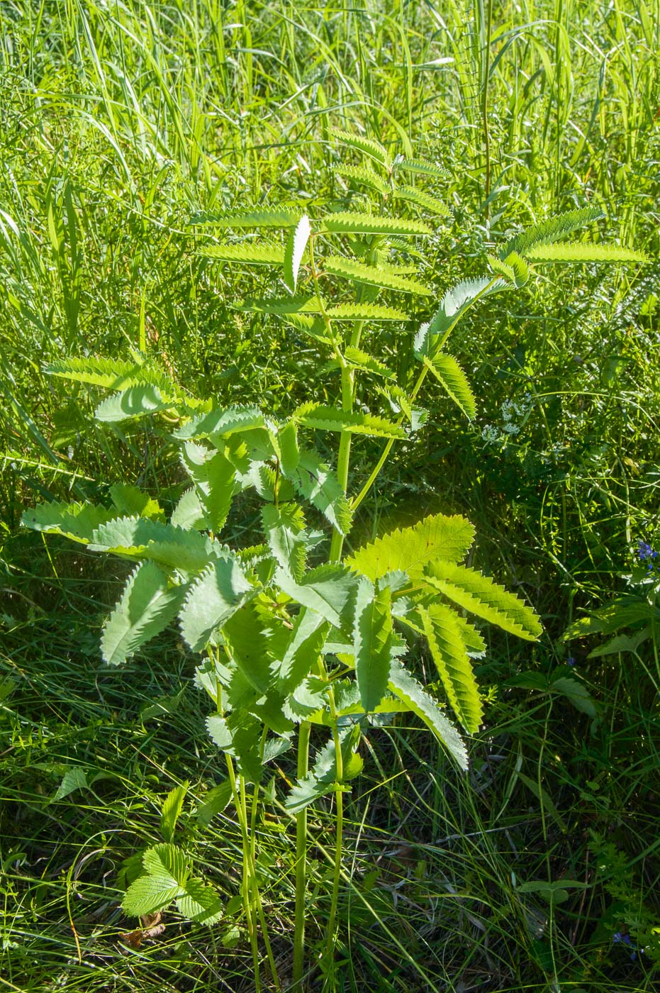 Изображение особи Sanguisorba officinalis.