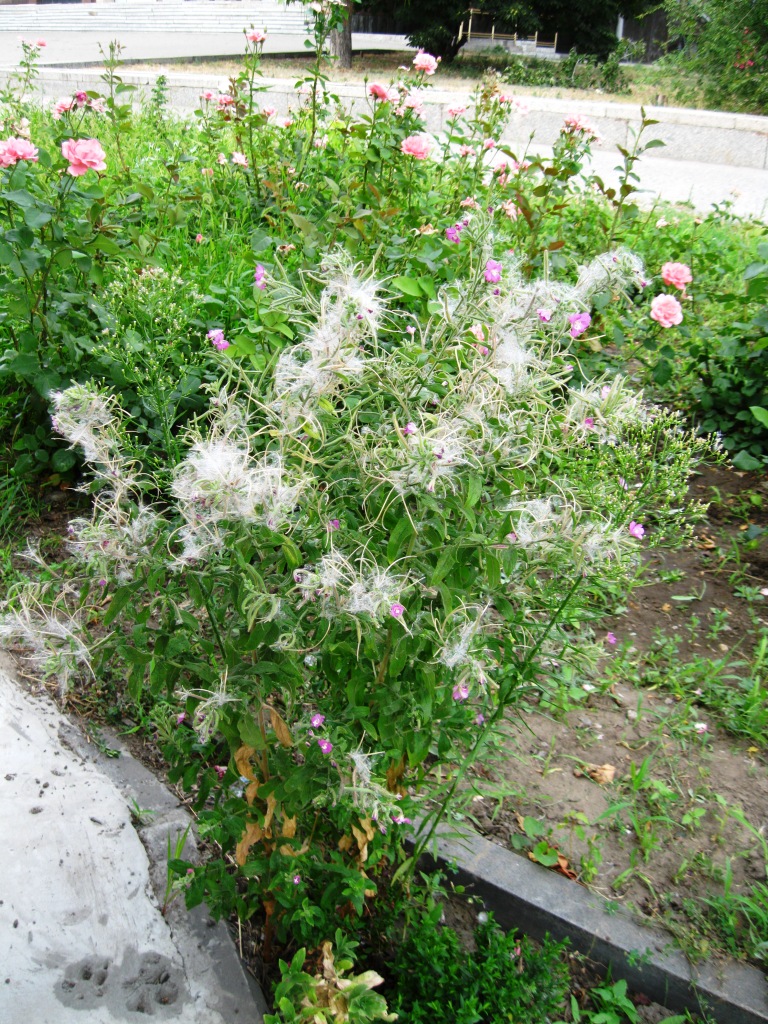 Изображение особи Epilobium hirsutum.