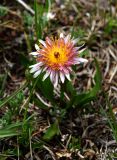 Taraxacum porphyranthum. Цветущее растение. Карачаево-Черкесия, Тебердинский заповедник, хр. Малая Хатипара, альпийский луг. 16.07.2017.