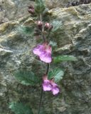 Teucrium chamaedrys