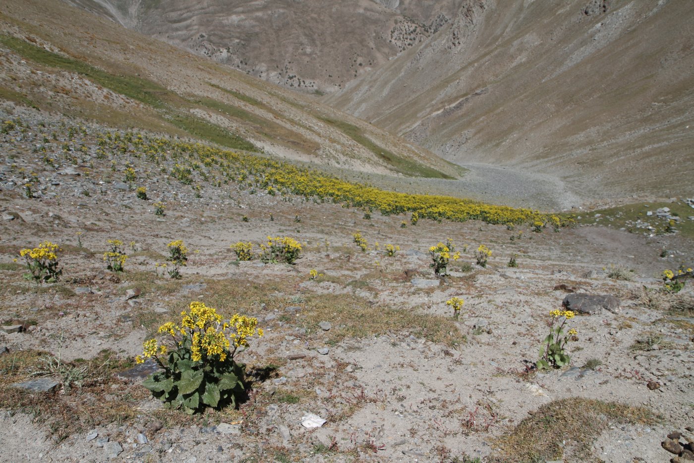 Image of Ligularia thomsonii specimen.