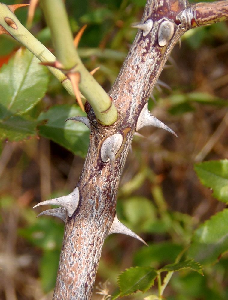 Image of genus Rosa specimen.