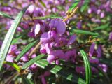 Hovea acutifolia. Побег с цветками. Австралия, г. Брисбен, ботанический сад. 07.08.2016.