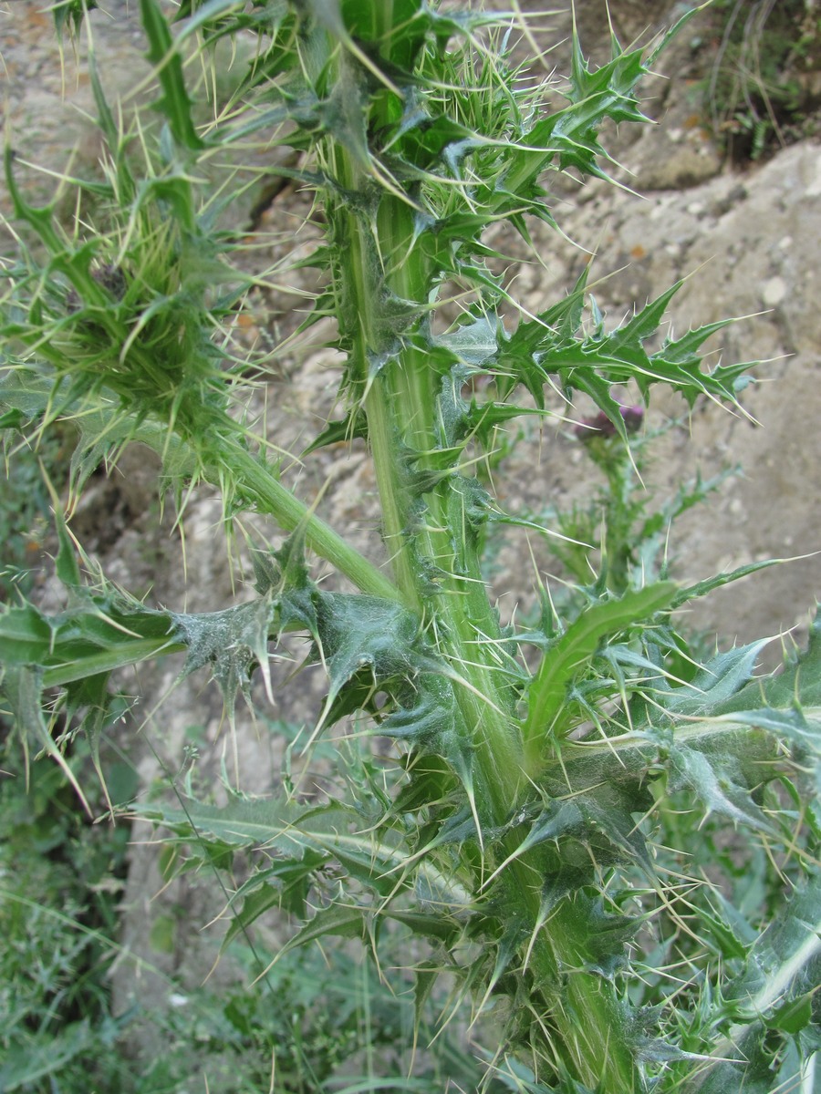 Изображение особи Cirsium elbrusense.