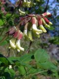 Astragalus frigidus. Соцветие с цветками и бутонами. Магаданская обл., окр. г. Магадан, побережье бухты Гертнера, травянистый приморский склон сопки. 24.06.2017.