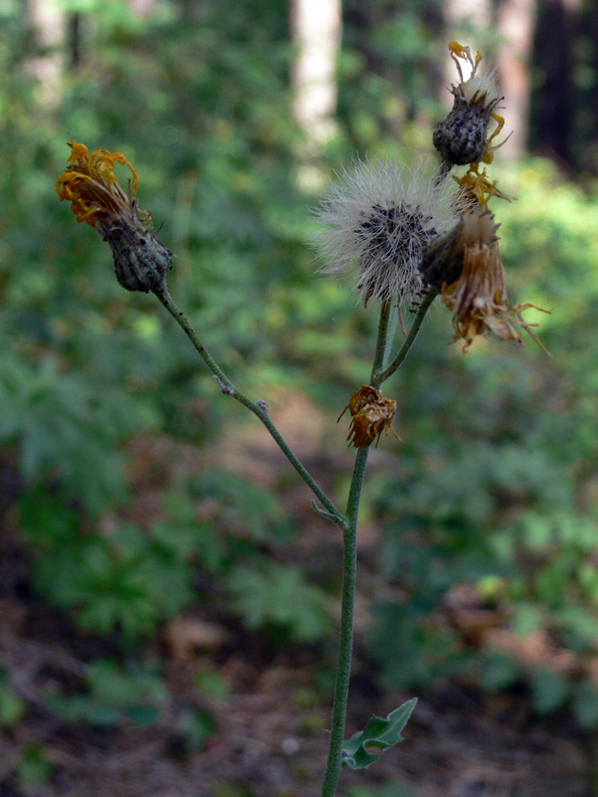 Image of genus Hieracium specimen.